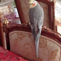 عروس هلندس گم شده در خیابان نشاط