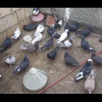 کفتر جفتگاه پرشی|پرنده|چناران, |دیوار