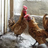 مرغ وخروس (مینیاتوری)