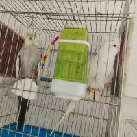 عروس مولد رو تخم