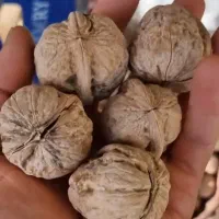 فروش گردو و مغز گردو روغنی کردستان کلی و جزئی|خوردنی و آشامیدنی|اورامان, |دیوار