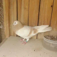 نرو ماده استثنایی