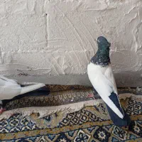 سرته سی نرو ماده