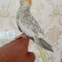 عروس هلندی|پرنده|شاهین دژ, |دیوار