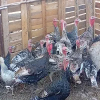 معاوضه بوقلمون با بره نر یا کهر نر