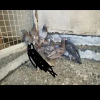 آتم سرور شکلاتی عالی|پرنده|سیلوانه, |دیوار