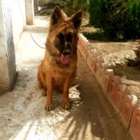 سگ ژرمن،دوبرمن،بومی