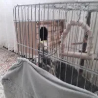 لانه عروس  هلندی