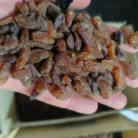 کشمش کاشمر آفتابی درجه یک