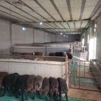 فروش دامداری