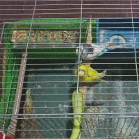 یک جفت مرغ عشق رنگ خاص