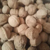 فروش ۴۰۰کیلو گردو درج یک کیلیوی ۷۵۰ هزار  یکجا