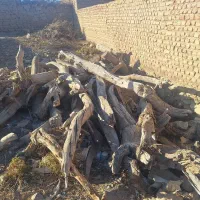 چوب  خشک زردآلو و بادام|خدمات باغبانی و درختکاری|گزیک, |دیوار