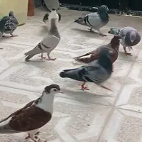 چند عدد پلاکی