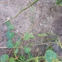 باسلام ۵۰۰متر زمین برای  فروش