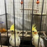 پرنده عروس هلندی|پرنده|تهران, دولتخواه شمالی|دیوار