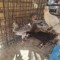 جفت نیمچه گلین طوسی
