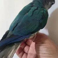 طوطی رد چیک  تراکوئیس  گرینچیک  سخنگو|پرنده|فردیس, منظریه|دیوار