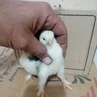 فروش جوجه نژادهای خاص و تخم رنگی امیرفارم|حیوانات مزرعه|سیرجان, |دیوار