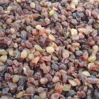 کشمش ارگانیکسیسخت