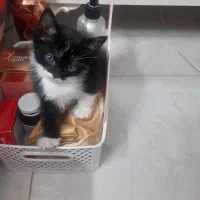 بچه گربه واگذاری