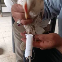 دانپزشکی سیار آشوب