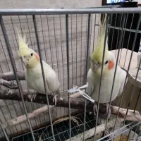 جفت عروس هلندی مولد با قفس