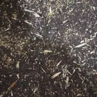 بذر کلزا ۴۰ الی ۵۰ کیلو