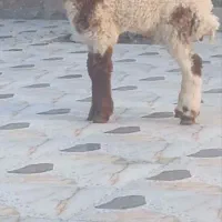گوسفند وبره بز