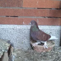 حراج کبوتر|پرنده|قم, ناصردیوان|دیوار