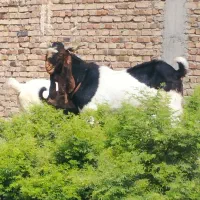 پاچن پتیری مست