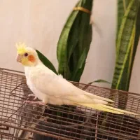 عروس هلندی دوماهه|پرنده|دیلمان, |دیوار