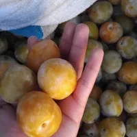 الو درجه یک شیرین وقند ۱۴۰ قیمت