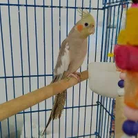 عروس هلندی نر دون خور