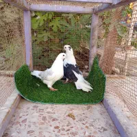 کبوتر دوکت|پرنده|بندرلنگه, |دیوار