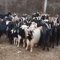 تعدادی  بز و بزغاله  فروشی