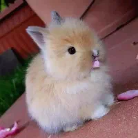 چشم اشکی اندازه کف دست|موش و خرگوش|اصفهان, احمدآباد|دیوار