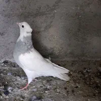 کفتر ماده طوقی یخی نسل درست کاکل میخ|پرنده|قائن, |دیوار