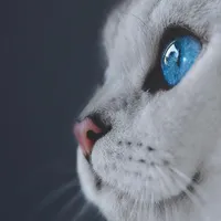 کسی هست بلد باشه استخاره بگیره