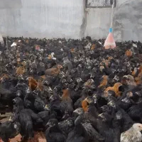جوجه مرغ بومی جهادی گلپایگانی بلک استارتخمگذار۹۰رو