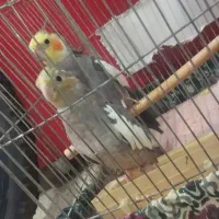 عروس هلندی نر