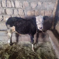 گوساله سیمینتال سرحال