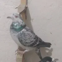 ماده مسافتی