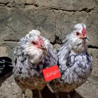 گلین|حیوانات مزرعه|لاران, |دیوار