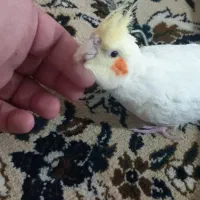 گمشده|پرنده|اسلامآباد غرب, |دیوار