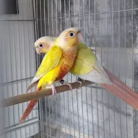 تعدادی جفت های ردچیک مونچیک سانچیک منت