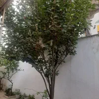 درخت خرمالو|گل و گیاه طبیعی|رشت, پاستوریزه|دیوار