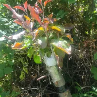 پیوند|خدمات باغبانی و درختکاری|کرمان, |دیوار