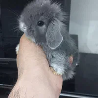 خرگوش لوپ چشم ابی.و خرگوش مینیاتوری