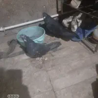 نرماده زاغودوتا تهرانی